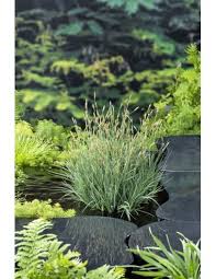 Attēlu rezultāti vaicājumam “Carex panicea”