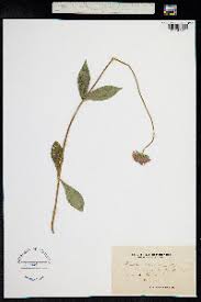 Image result for Knautia dipsacifolia