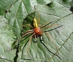 Attēlu rezultāti vaicājumam “Cheiracanthium sp. male”