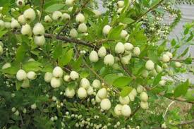 Attēlu rezultāti vaicājumam “Betula humilis fruit”
