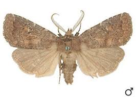 Attēlu rezultāti vaicājumam “Rusina ferruginea”