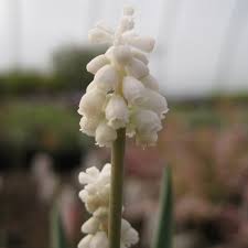 Attēlu rezultāti vaicājumam “Muscari botryoides flower”