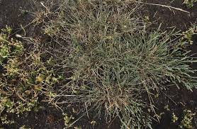 Attēlu rezultāti vaicājumam “Puccinellia distans”