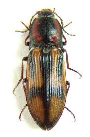 Attēlu rezultāti vaicājumam “Selatosomus cruciatus”