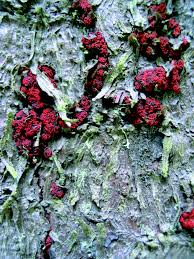 Attēlu rezultāti vaicājumam “Nectria sp., Neonectria sp.”