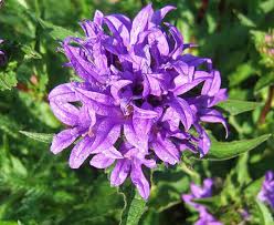 Attēlu rezultāti vaicājumam “Campanula glomerata leaf”