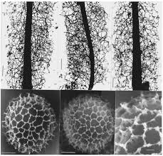 Attēlu rezultāti vaicājumam “Stemonitopsis aequalis var. microspora stalked”