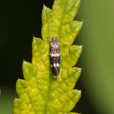 Attēlu rezultāti vaicājumam “Cephaloziella elachista”