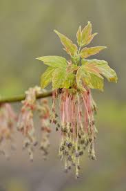 Attēlu rezultāti vaicājumam “Acer negundo female flower”