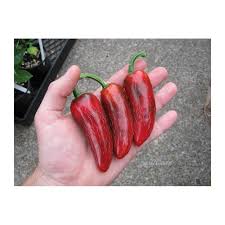 Afbeeldingsresultaat voor biker billy jalapeno hot pepper