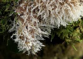 Attēlu rezultāti vaicājumam “Tilachlidium brachiatum”