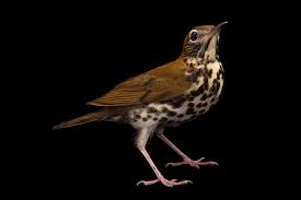 Image result for Hylocichla mustelina