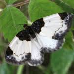 Attēlu rezultāti vaicājumam “Mesoleuca albicillata”