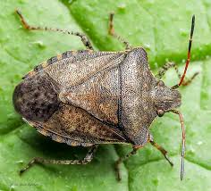 Attēlu rezultāti vaicājumam “Pentatomidae”