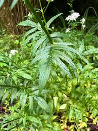 Attēlu rezultāti vaicājumam “Valeriana officinalis leaf”