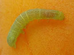 Attēlu rezultāti vaicājumam “Mamestra brassicae pupa”