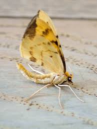 Attēlu rezultāti vaicājumam “Eulithis pyraliata”