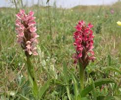 Attēlu rezultāti vaicājumam “Dactylorhiza cruenta flower”