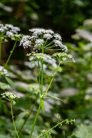 Image result for Chaerophyllum aureum