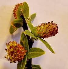 Attēlu rezultāti vaicājumam “Salix x doniana flower”