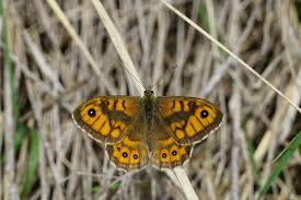 Attēlu rezultāti vaicājumam “Lasiommata megera”