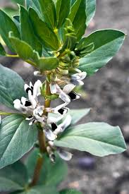 Attēlu rezultāti vaicājumam “Vicia faba flower”