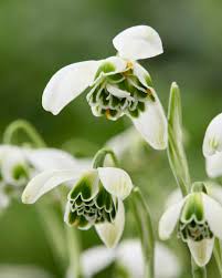 Attēlu rezultāti vaicājumam “Galanthus nivalis flower”