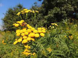 Image result for Tanacetum vulgare