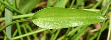 Attēlu rezultāti vaicājumam “Ranunculus flammula leaf”