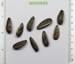 Attēlu rezultāti vaicājumam “Helianthus annuus fruit”