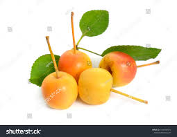 Attēlu rezultāti vaicājumam “Malus baccata fruit”