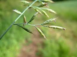 Attēlu rezultāti vaicājumam “Festuca rubra subsp. rubra leaf”
