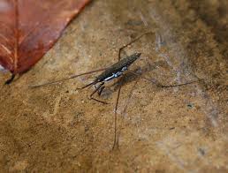 Attēlu rezultāti vaicājumam “Gerridae”