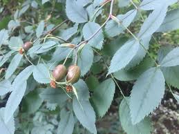 Attēlu rezultāti vaicājumam “Rosa subcanina leaf”