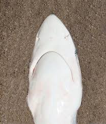 Image result for Carcharhinus isodon