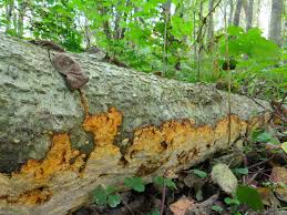 Attēlu rezultāti vaicājumam “Perenniporia medulla-panis”