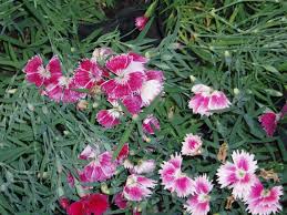 Attēlu rezultāti vaicājumam “Caryophyllaceae”