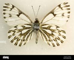 Attēlu rezultāti vaicājumam “Insecta”