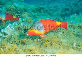 Image result for Sparisoma cretense