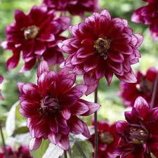 Image result for Dahlia Darkarin`