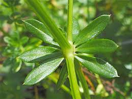 Attēlu rezultāti vaicājumam “Galium elongatum leaf”
