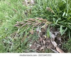 Attēlu rezultāti vaicājumam “Holcus lanatus  flower”