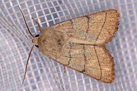 Attēlu rezultāti vaicājumam “Charanyca trigrammica”