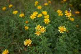 Attēlu rezultāti vaicājumam “Inula salicina”