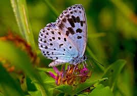 Attēlu rezultāti vaicājumam “Arctophila superbiens”