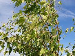 Attēlu rezultāti vaicājumam “Betula pendula var. carelica”