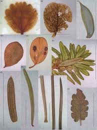 Attēlu rezultāti vaicājumam “Betula nana leaf”