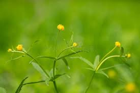 Attēlu rezultāti vaicājumam “Ranunculus cassubicus bud”