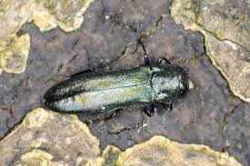 Attēlu rezultāti vaicājumam “Buprestidae”