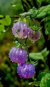 Image result for Browallia speciosa